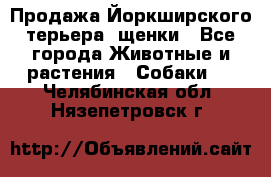 Продажа Йоркширского терьера, щенки - Все города Животные и растения » Собаки   . Челябинская обл.,Нязепетровск г.